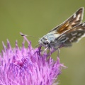 Pyrgus communis Checkered Skipper butterfly  1588
