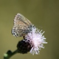 Sagebrush Sooty Hairstreak butterfly 1485