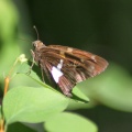 Silver spotted Skipper Epargyreus clarus Butterfly 152
