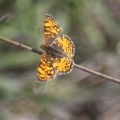 Silverspot Butterfly 960