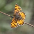 Silverspot Butterfly 984
