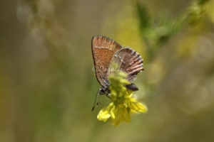 Small Butterfly 058