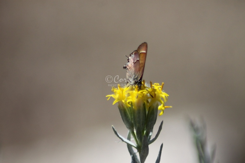 Small_Butterfly_133.jpg