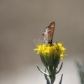 Small Butterfly 133