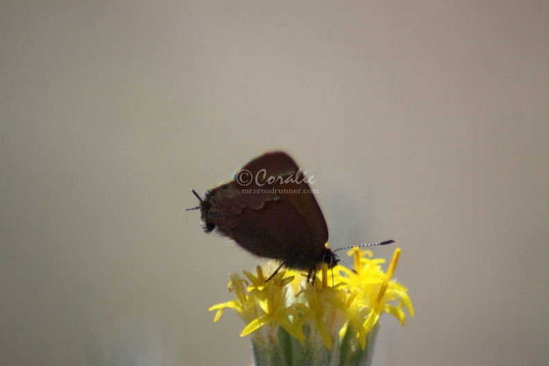 Small_Butterfly_137.jpg