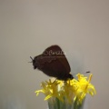 Small Butterfly 137
