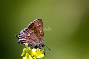 Small Butterfly 2342
