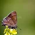 Small Butterfly 2342