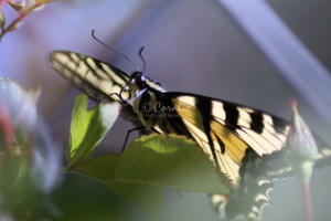 Swallowtail Butterfly 043