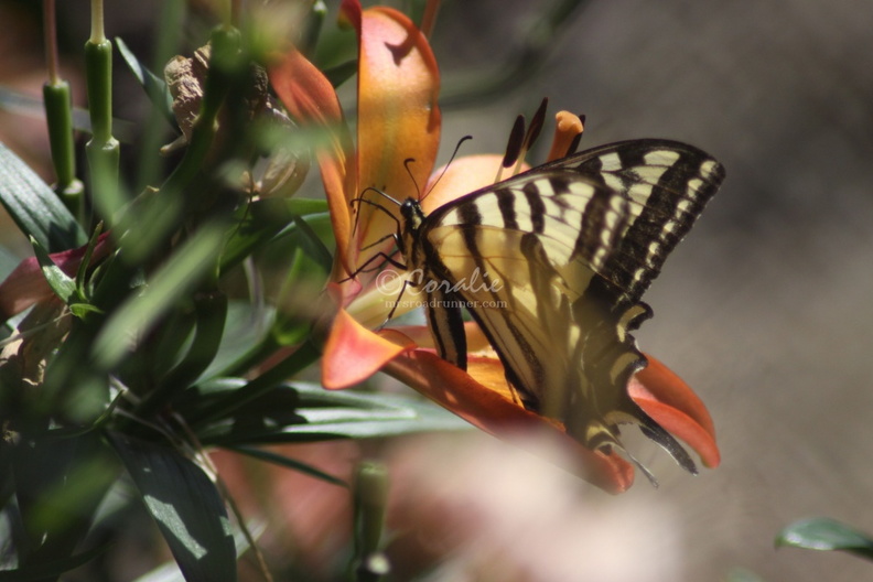 Swallowtail_Butterfly_on_the_Lilly_223.jpg