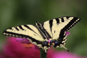 Swallowtail  Butterfly on the Zinnia Flower 403 Sample File