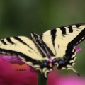 Swallowtail  Butterfly on the Zinnia Flower 403 Sample File