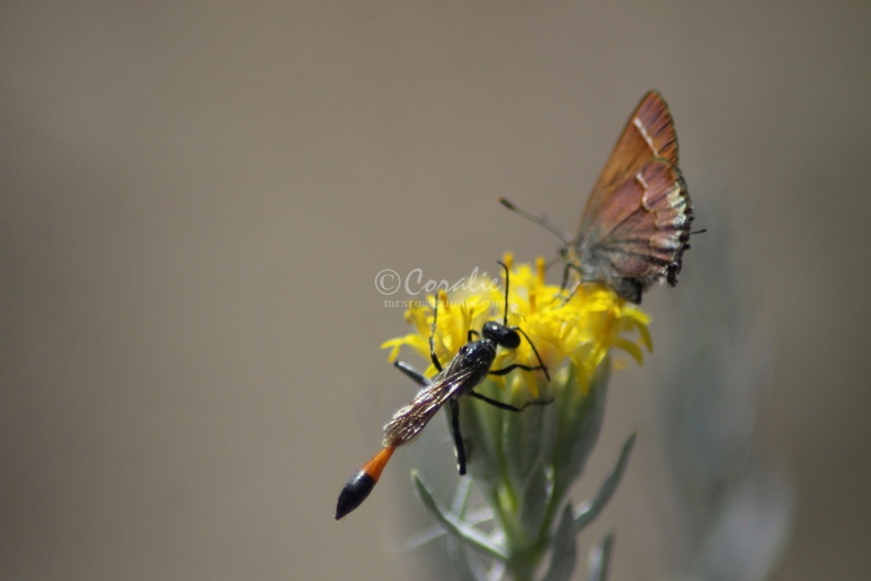 Wasp_and_Small_Butterfly_on_Wild_Flower_148.jpg
