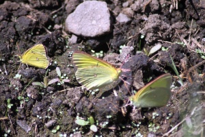Western Sulphur butterfly 436
