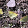 Western Sulphur butterfly 436