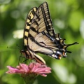 YellowSwallowtailButterfliesontheZinniaFlowers879-34