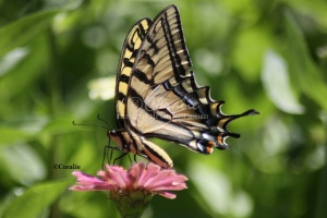 Yellow Swallowtail Butterflies on the Zinnia Flowers 879 Sample File