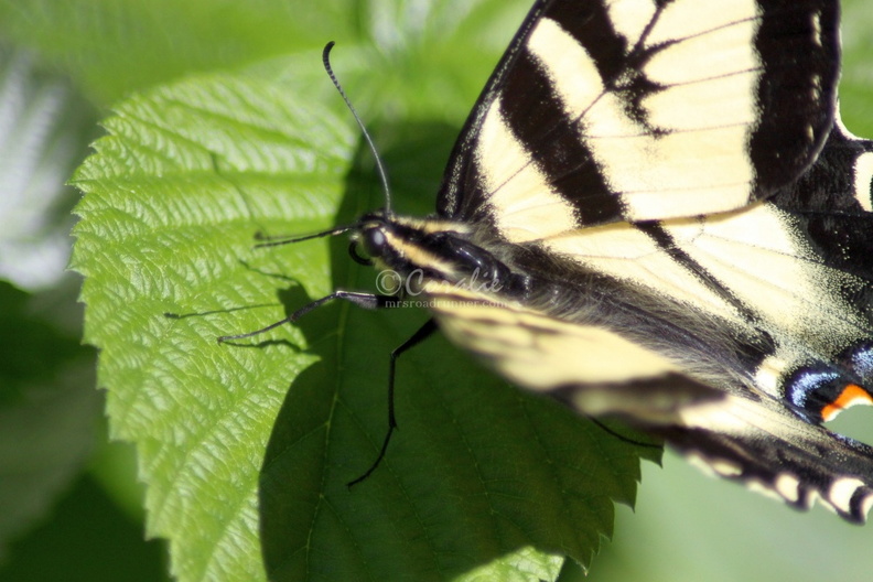 Yellow_Swallowtail_Butterfly_011.jpg