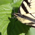 Yellow Swallowtail Butterfly 011