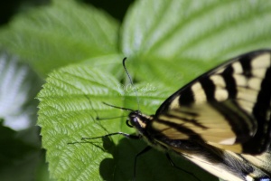Yellow Swallowtail Butterfly 012