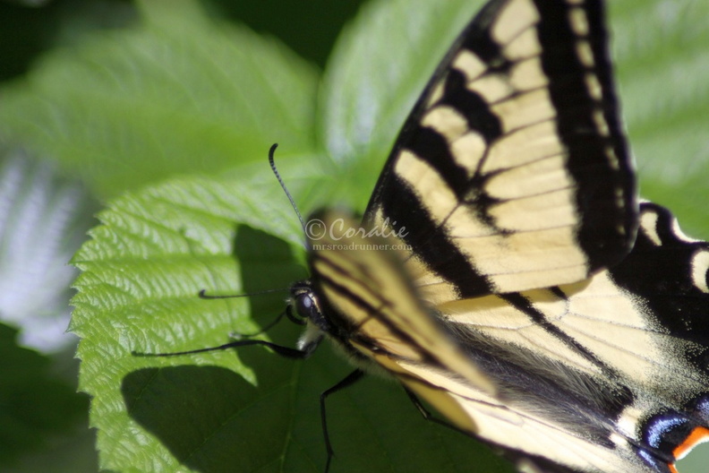Yellow_Swallowtail_Butterfly_013.jpg