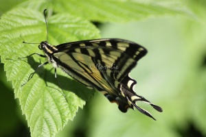 Yellow Swallowtail Butterfly 032