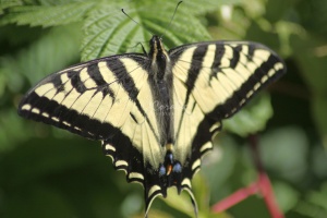 Yellow Swallowtail Butterfly 062