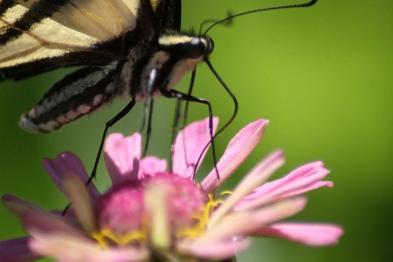Yellow_Swallowtail_Butterfly_1414_Sample_File.jpg