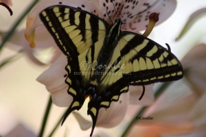 Yellow Swallowtail Butterfly 1679 Sample File