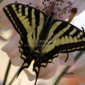 Yellow Swallowtail Butterfly 1679 Sample File