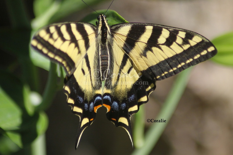 Yellow_Swallowtail_Butterfly_1865_Sample_File.jpg