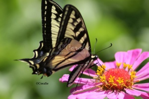 Yellow Swallowtail Butterfly 2306 Sample File