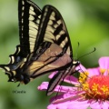 Yellow Swallowtail Butterfly 2306 Sample File