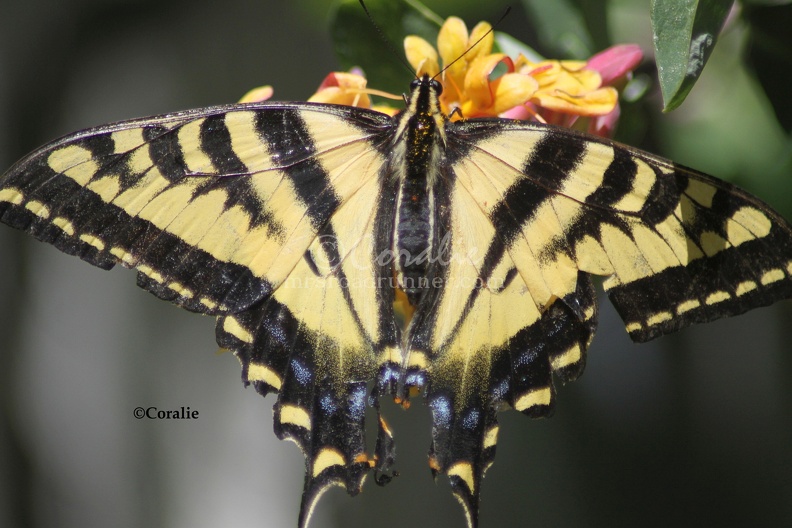 Yellow_Swallowtail_Butterfly_Honeysuckle_Flower_3308_Sample_File.jpg