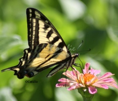 Yellow Swallowtail Butterfly Zinnia Flower 2190 Sample File