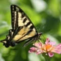 Yellow Swallowtail Butterfly Zinnia Flower 2190 Sample File
