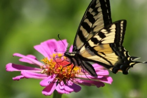 Yellow Swallowtail Butterfly Zinnia Flower 2541 Sample File