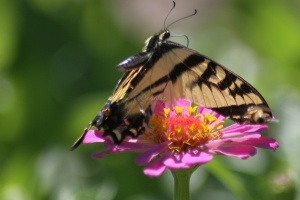 Yellow Swallowtail Butterfly Zinnia Flower 628 Sample File