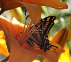 Yellow Swallowtail Butterfly on A Lily Flower 163