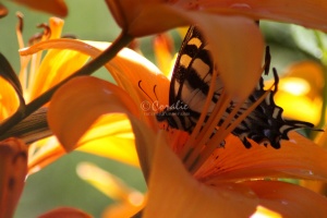 Yellow Swallowtail Butterfly on A Lily Flower 170