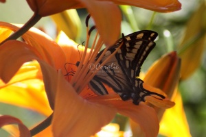 Yellow Swallowtail Butterfly on Lily Flower 167