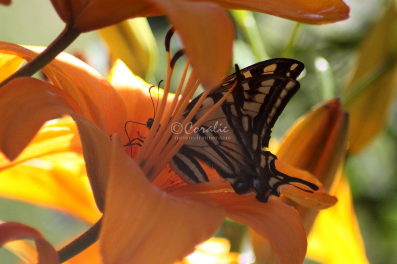 Yellow_Swallowtail_Butterfly_on_Lily_Flower_167.jpg
