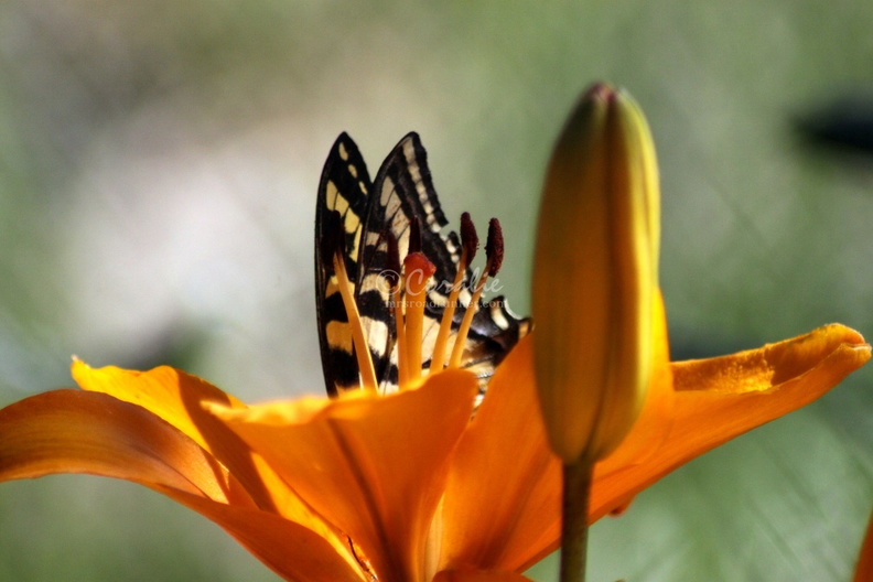 Yellow_Swallowtail_Butterfly_on_Lily_Flower_200.jpg