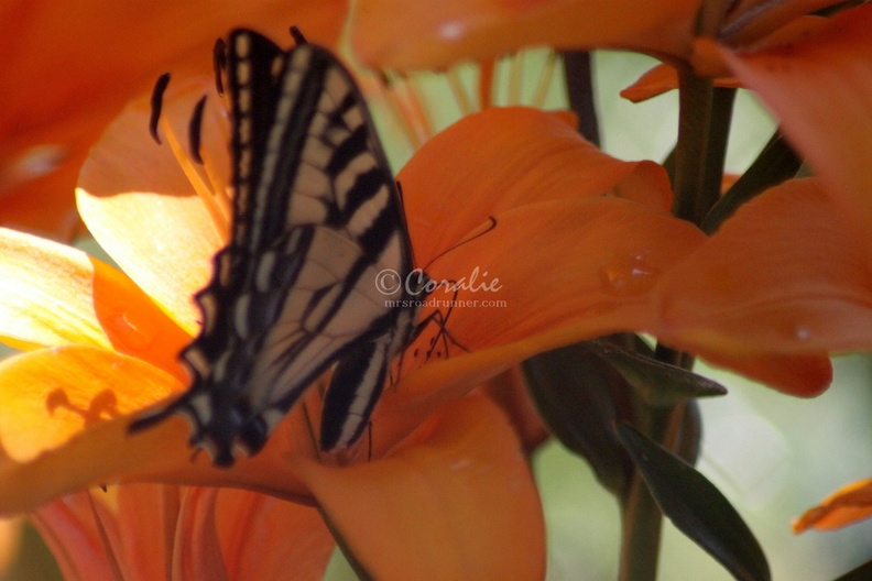 Yellow_Swallowtail_Butterfly_on_Orange_Lily_Flower_142.jpg