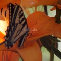 Yellow Swallowtail Butterfly on Orange Lily Flower 142