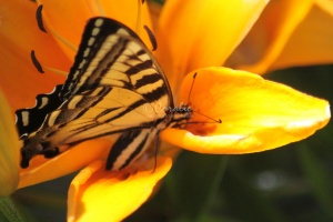 Yellow Swallowtail Butterfly on Orange Lily Flower 166