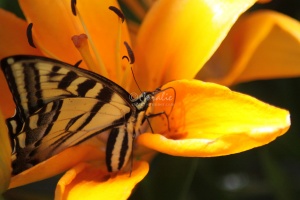 Yellow Swallowtail Butterfly on Orange Lily Flower 172