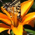 Yellow Swallowtail Butterfly on Orange Lily Flower 177