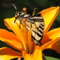 Yellow Swallowtail Butterfly on Orange Lily Flower 183
