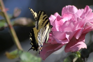 Yellow Swallowtail Butterfly on Pink Rose Flower 202
